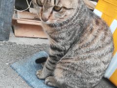 -金科花卉市场