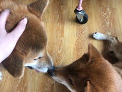 -柴犬高等学院·狗咖·柴犬售卖·宠物训练