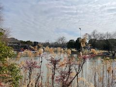 -上海滨江森林公园