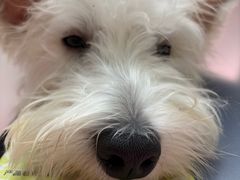 -安安宠医宠物医院·异宠·犬猫内科(岳阳分院)