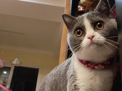 -东方名猫馆·英短金渐层布偶猫舍(环线广场1号楼店)