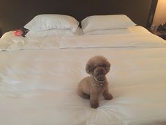 -上海崇明金茂凯悦酒店