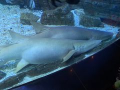 -烟台海昌鲸鲨海洋公园