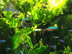 -迪拜水族馆及水下动物园