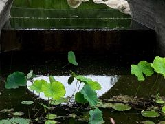 -莲湖公园