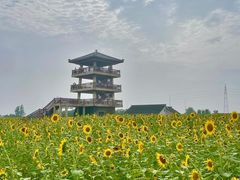 -杭州湾海上花田景区