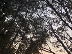 -铁山坪森林公园