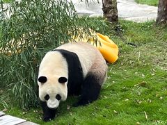 -上海野生动物园