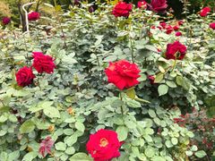 -人民公园(罗湖区)