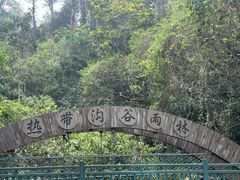 -西双版纳原始森林公园