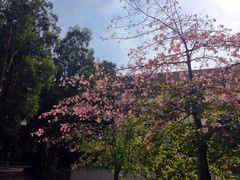 -中山大学学者灵芝(园南路店)