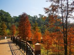 -东莞市大岭山森林公园