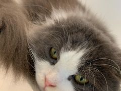 -飞行喵MR PILOT|猫舍·猫咖(静安大融城店)
