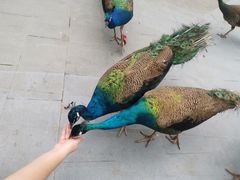 -西双版纳原始森林公园