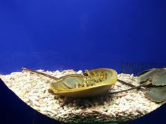 -洛阳龙门海洋馆