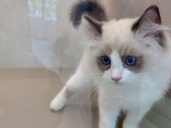 -翊宠yipet猫狗购宠庄园犬舍•猫舍