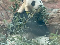 -石家庄市动物园