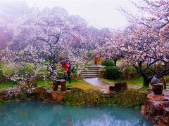 -香雪海