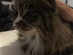 iphone_upload_pic-Anne猫窝咖啡屋
