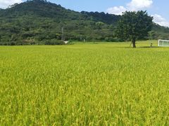 -艾米稻香小镇