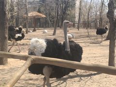 -大连森林动物园