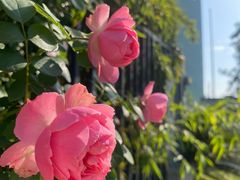 -杭州观成实验学校