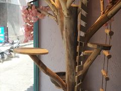 -喵屿·大理花园猫咖