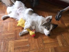 -畜牧兽医站(共江路店)