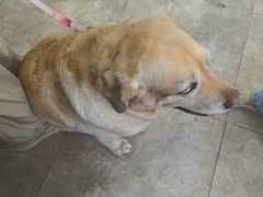 -美联众合动物医院·24h转诊中心