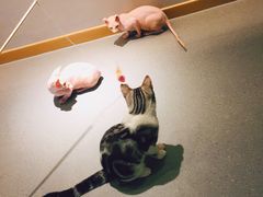 -飞行喵MR PILOT|猫舍·猫咖(静安大融城店)