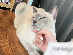 -豆逗聊愈猫阁Easy Life