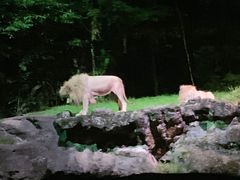 -夜间野生动物园