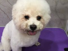 -福懋动物医院·犬猫全科·外科·重症科(杏林分院)