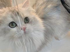 -十月米努特矮脚猫舍