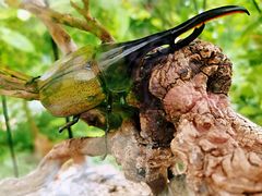 -南宫五洲植物乐园