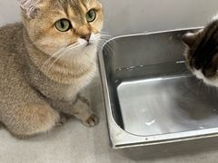 -共舞时光猫咖·狗咖(新街口店)
