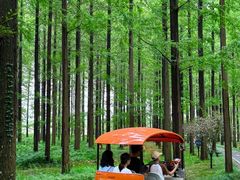 -黄海国家森林公园