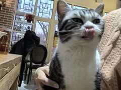 -猫小院猫主题餐厅(南锣旗舰店)