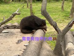 -上海野生动物园