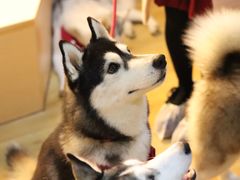 -Husky Go! 哈士奇体验馆·宠物咖啡厅狗咖