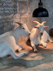 -Zoolung Zoolung动物主题公园(海信广场店)