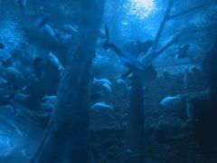 -成都浩海立方海洋公园