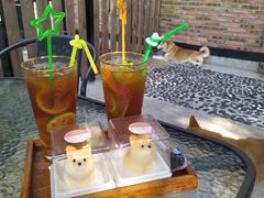 -柴犬高等学院·狗咖·柴犬售卖·宠物训练