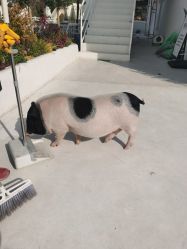 -盘子女人坊古装写真摄影(苏州旗舰店)