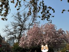 -正宗天津烧麦馆(柳州路店)