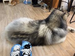-李小姐の猫咖啡馆(五角场店)