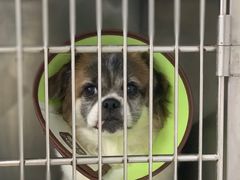 -瑞派动物医院·猫专科·至诚(江南中分院)