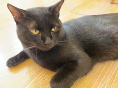 -猫咪派对(江南西店)