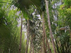 -中国科学院西双版纳热带植物园