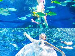 -海合安武汉极地海洋公园